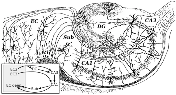 Figure 2-2: Hippocampal circuit 