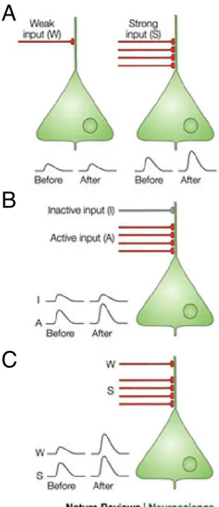 Figure 2-4: Three key properties of long-term potentiation 