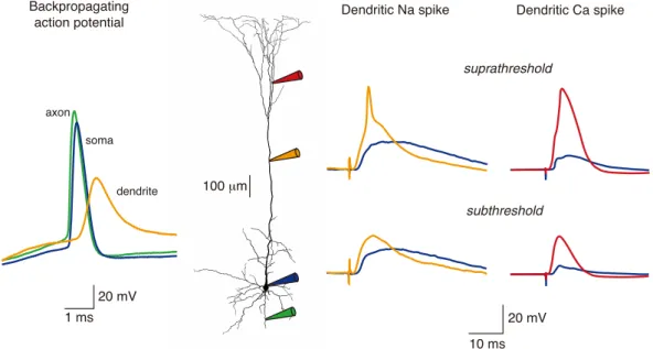 Figure  2-6:  Action  potential  backpropagation  and  local  dendritic  Ca 2+