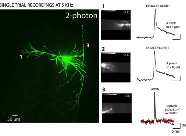 Figure 2-7: Voltage-sensitive dye imaging from Layer 2/3 pyramidal cell Voltage-sensitive dye imaging allows us to probe the change of membrane  potentials (postsynaptic potentials and spikes) in axon, soma and dendrites