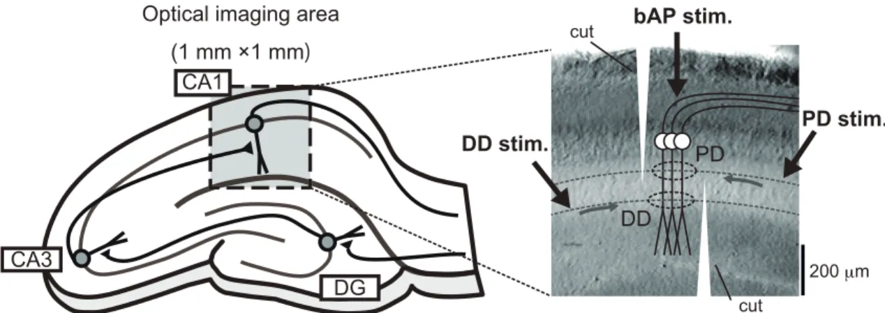 Figure  3-1:  Schematic  drawing  and  actual  image  of  a  hippocampal  slice  showing the stimulation and optical recording sites 