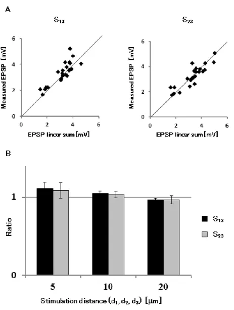Fig. 5.2 Spatial dependence of EPSP summation in Line stimulation 