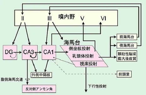 図 2-2  海馬の主な興奮性投射回路 