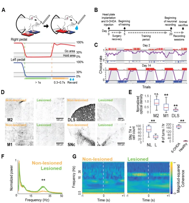 Figure 1. Behavioral task in hemiparkinsonian rats. (A) Schematic of the right–left pedal task  (top) and a representative of the pedal trajectory during one correct trial in the right-rewarded  block (middle and bottom)