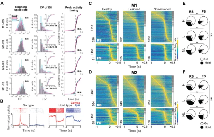 Figure 3. Different types of functional activity neurons in M1 and M2. (A) Spiking properties  of RS and FS neurons of M1 and M2