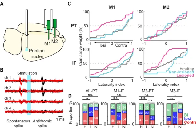 Figure 8. Identification and laterality preference of IT and PT neurons. (A) Schematic of the  localization of recording probes and optical fiber for performance of Multi-Linc in M1 and M2  (contralateral  cortex  stimulation  for  the  identification  of 