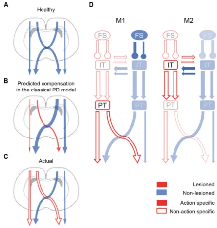 Figure 10. Disrupted lateralized activity of motor cortex. The present model represents the  degree  of  ipsilateral  or  contralateral  control  depicted  as  the  arrow  thickness