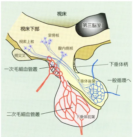 図   1   オキシトシンの合成、分泌に関わる領域（近藤・小川・菊水・山田・富