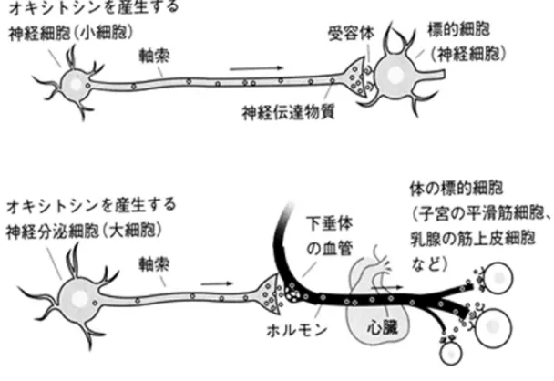図   2   オキシトシンの神経伝達物質としての作用経路（上） 、ホルモンとしての 作用経路（下） （Moberg, 2003;  瀬尾・谷垣訳, 2008 より引用）    2.2 オキシトシン受容体遺伝子と信頼   前述してきたようにオキシトシンが信頼行動と関連することが明らかにされ てきた。オキシトシンは授乳や分娩を促進する効果も持つため、女性に投与し た場合には予期せぬ効果を発揮する可能性があるため、投与研究では一部を除