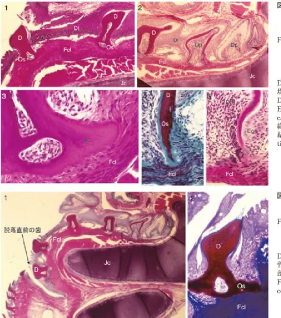 Fig.  12.  Root  formation  and  eruption  of  the  tooth  of  the  leopard  shark.  1-3: 