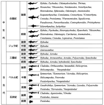 Fig.  3.  Three  levels  in  the  evolution  of  elasmobranchs. 