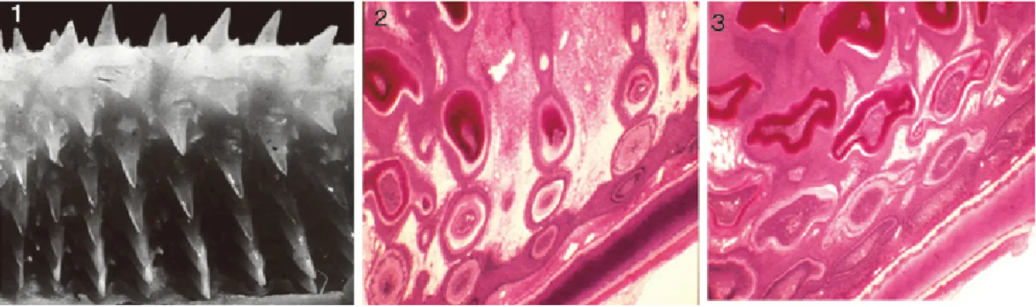 Fig. 8. Teeth and tooth  germs （1） and  the horizontal section of jaw （2,3）  of the leopard shark, Triakis scyllium.