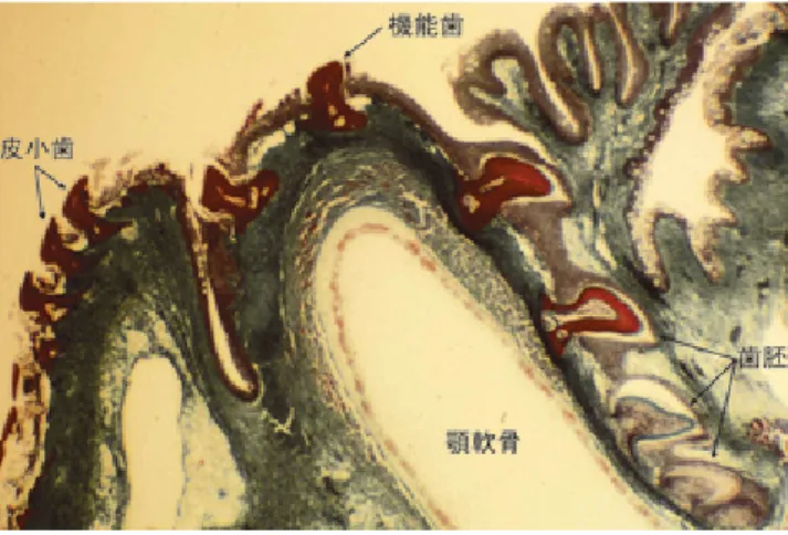 Fig.  9.  Tooth  development  in  the  section  of  jaw  of  the  leopard shark （Masson-Goldner stain）