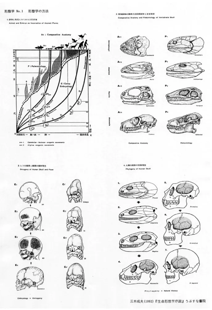 図 2　脊椎動物の頭骨の系統発生を例にした形態学の研究方法（三木 , 1992a）．左上：系統発生（Phylogenesis）と比較 解剖学（Comparative Anatomy）と古生物学（Paleontology）と比較発生学（Comparative Embryology）の関係を示す．