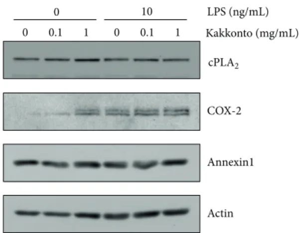 Figure 5: Effects of kakkonto on LPS-induced ERK phosphoryla- phosphoryla-tion. HGFs were untreated (0 h), treated with LPS (10 ng/mL), or treated with both LPS and kakkonto (1 mg/mL) for 0.5, 1, and 2 h.