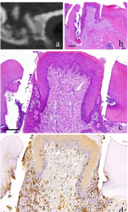 Figure 3. 3-month-specimen. a: m_CT image; b: Histopathological view of the  same part of a, Scale bar=200µm; c: Enlarged view of b, Scale bar=100µm; d: 