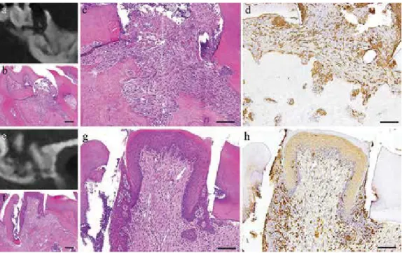 Figure 6. Micro-CT of day 4 specimen (a), histopathology view (b, c), and IHC of GFP (d)