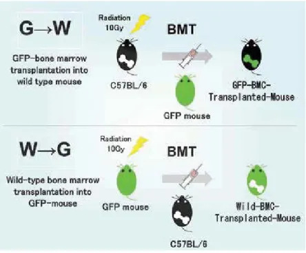Figure 1. GFP-transplanted model mouse schematic diagram.