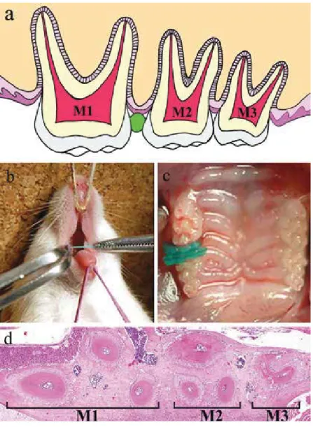 Figure 2. Experimental schema (a), macro-view (b, c), and histology (d). uotation alteration of literature Ǜ5.