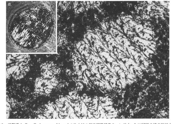 図 6 渦鞭毛虫 Gy7 1 0 d i mi u ms u g a s h i m α niの休止核の偏光顕微鏡像 を a に示すo b は同種の核の強拡大電子 顕微鏡像 で､染色体の縦断面の微細構造 を示すO倍率 :×50, 0 0 0 0