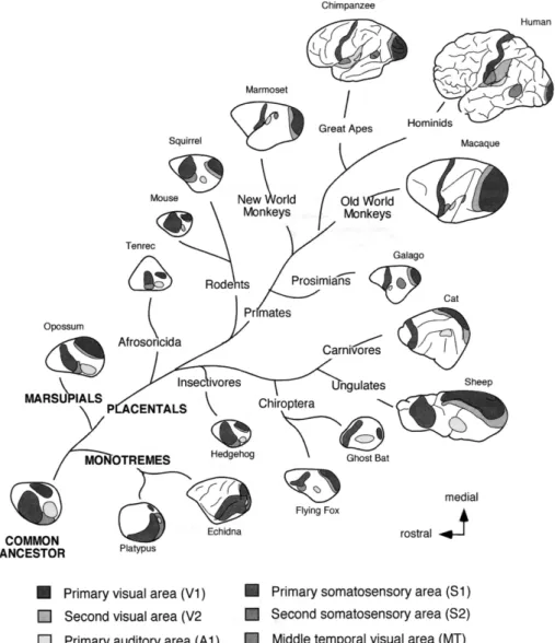 FIGURE 2 A phylogenetic tree illustrating evolutionary development of mammalian cortical  fields