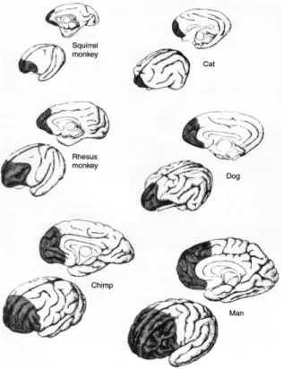 FIGURE 1 Mammalian PFC development. (Source : Goldberg, and Bougakov, 2007; p 344)