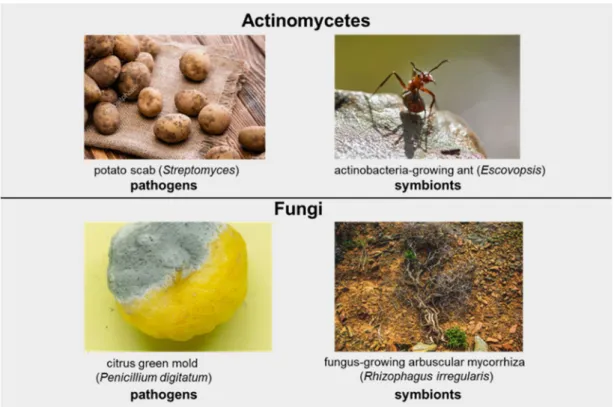 Figure 1-3. The pathogenicity and symbiotic life forms shared by actinomycetes and fungi