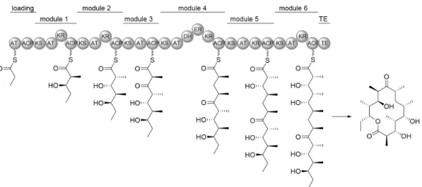 Figure 1-5. The deoxyerythronolide-B-synthase (DEBS) required for erythromycin biosynthesis as an example of a modular type I PKS.