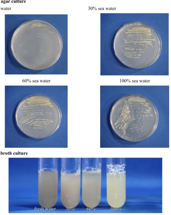 Figure 2-6. The growth of Streptomyces sp. NPS554 in different medium.