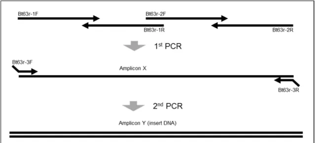 Figure 1-2 Outline of process for construction of insert DNA using PCR 