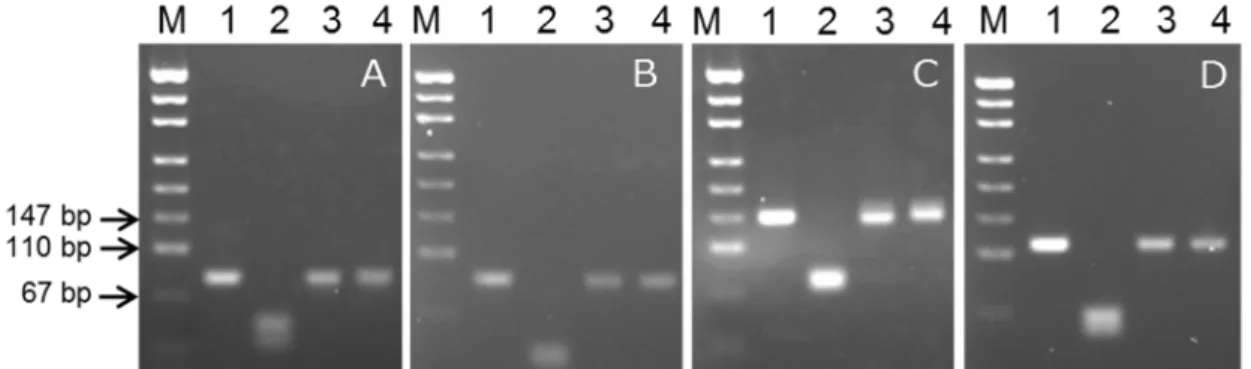 Figure 1-5 Distinguishing true positives from false positives in the detection of Bt rice by  digesting PCR products using the restriction enzyme BamHI