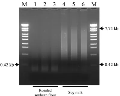 Figure  2-3  Analysis  of  DNA  fragmentation  using  ethidium  bromide-stained  agarose  gel  electrophoresis