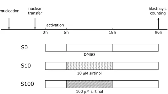 Fig. 1. A:  The reconstructed embryos were incubated for 12 hr after activation in CZB containing 100 µM sirtinol-0.4% DMSO (“S100” group), 10 µM sirtinol-0.4% DMSO (“S10” group), or 0.4%