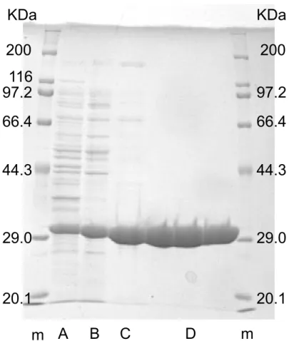 図 1.2: KpmBDH の精製段階における SDS-PAGE 。 12% ポリアクリルアミド、 6 × 6 cm ゲ ル使用。 A は CFE 、 B は硫安分画後、 C は疎水性相互作用クロマトグラフィ後、 D は強陰 イオン交換クロマトグラフィ後、 m は分子量マーカー。各レーンタンパク質量 5 µg 供試。 表 1.6: KpmBDH の精製表 Process Activity (U) Protein(mg) Specific Activity (U/mg) Yield(%) Fold 無細胞抽出