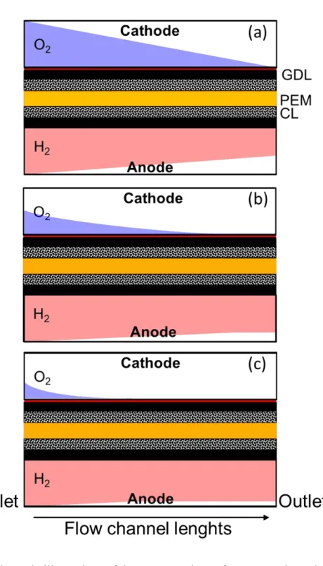 Fig. 2-14 Schematic illustrations of the concentrations of oxygen at the cathode and  hydrogen at the anode along the channel lengths
