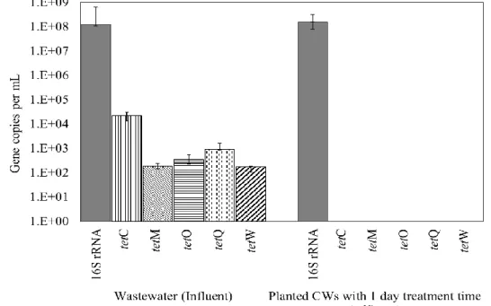 Figure 4. Absolute abundances of 16S rRNA and five tet genes (tetC, tetM, tetO, tetQ,  and tetW) in influent (wastewater sample) and effluent in planted CWs with treatment  time of 1 days