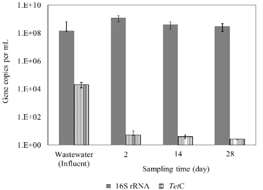 Figure 6. Absolute abundance of 16S rRNA and tetC genes in planted CWs during a  month  of  long-term  experiments  under  sequencing  batch  mode