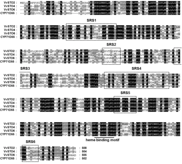 Fig.  2-1.    Amino  acid  sequence  alignment  of  VvSTO2,  VvSTO4,  VvSTO6,  and  CYP71D55
