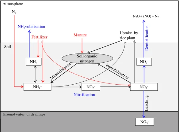 Figure 2.1. A simplified nitrogen cycle in paddy field. Red, blue and black arrow colors are  representative N input to paddy filed, the pathways of N losses to environment and N cycling, 