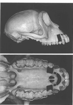 Figure 5. Strain distribution in the control skull,