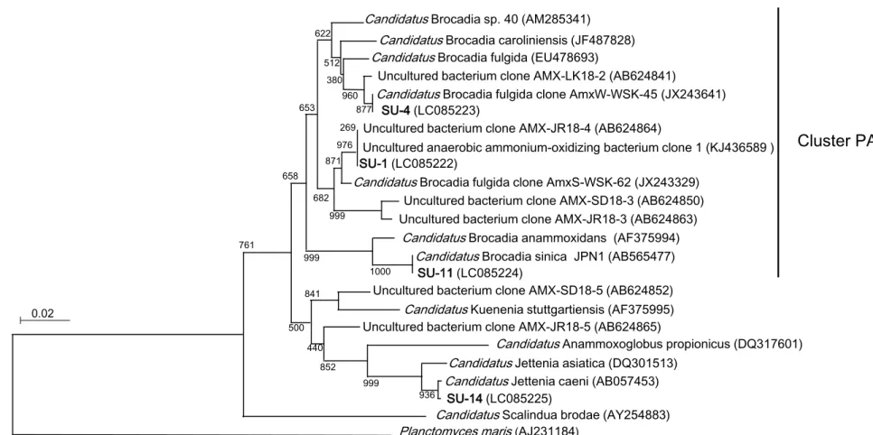 Fig. 3-5 Phylogenetic differences among anammox bacterial communities in mesophilically and psychrophilically enriched sludge (adapted  from Kamei et al., 2016)