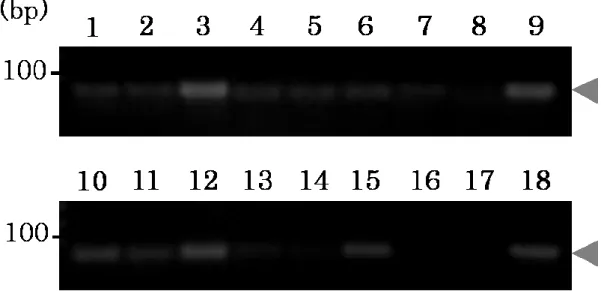 図 3    本 研 究 が 目 的 と す る ASP-PCR 法 に 適 し た プ ラ イ マ ー の 選 抜