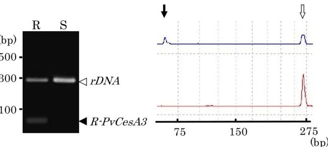 図 11    CAA 殺 菌 剤 耐 性 遺 伝 子 を 有 す る サ ン プ ル 12A57 の ASP-PCR 分 析 結 果