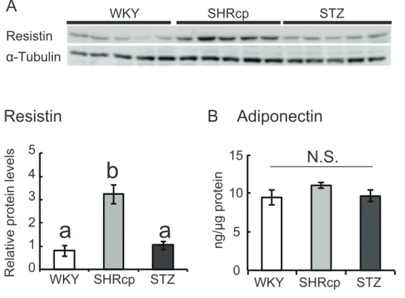 Fig. 2. Adipocytokine protein expression in the gastrocnemius. 