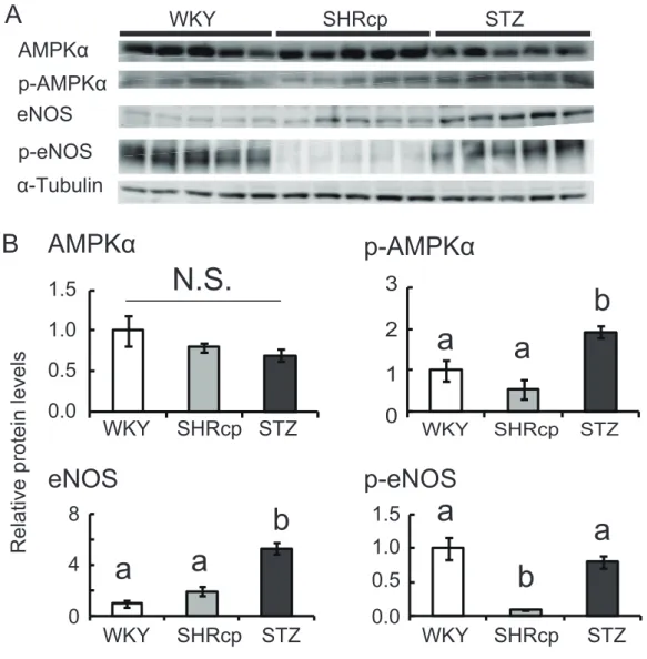 Fig.  3.  Expression  of  proteins  associated  with  insulin  sensitivity  in  the  gastrocnemius
