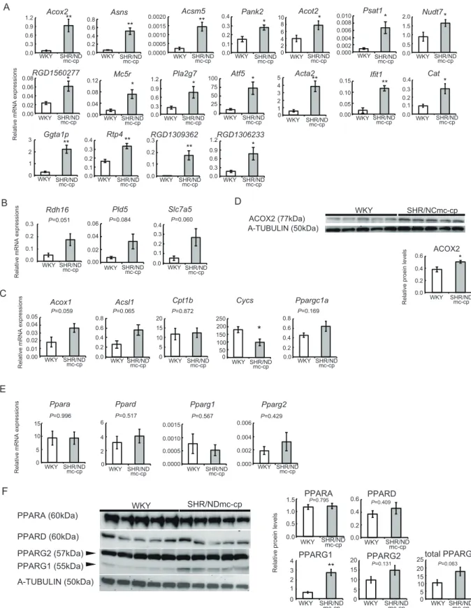 Fig. 4. RT-PCR of upregulated genes in microarray analysis and PPARs  protein expression in the gastrocnemius muscle