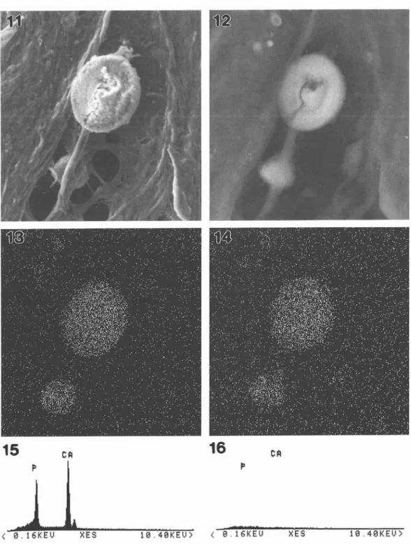Fig. 11. Fig. 12. Fig. 13. Fig. 14. Fig. 15. Fig. 16.