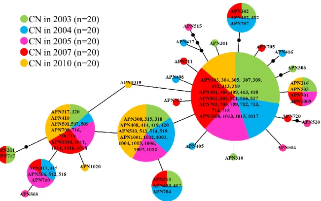 Figure  2.  Minimum  spanning  tree  of  Adipicola  pacifica  samples  collected  from  Japanese  waters  off  Cape  Noma  (CN)  in  2003,  2004,  2005,  2007,  and  2010