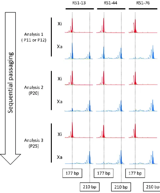 Figure  2.  XCI  patterns  in  Rett  syndrome  iPSC  lines  (RS1-13,  RS44,  and  RS1-76)