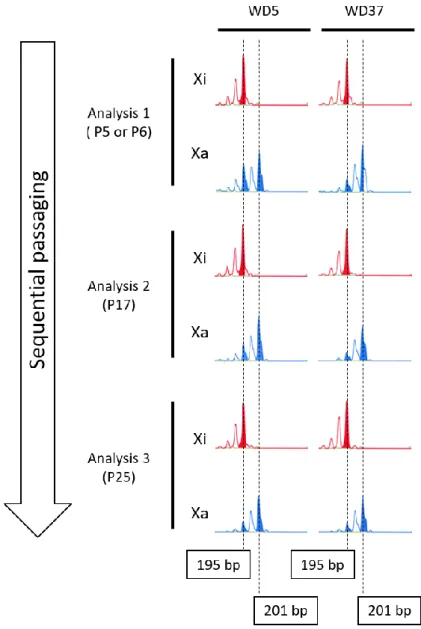 Figure 3. XCI patterns in control iPSC lines (WD5 and WD37). Peak colors and  axes are same in figure 2